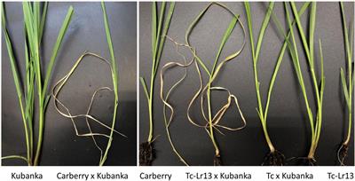 A Combination of Leaf Rust Resistance Genes, Including Lr34 and Lr46, Is the Key to the Durable Resistance of the Canadian Wheat Cultivar, Carberry